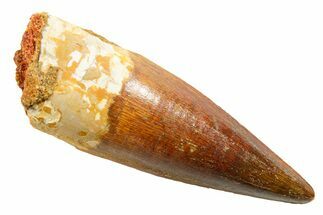 Fossil Spinosaurus Tooth - Real Dinosaur Tooth #364200