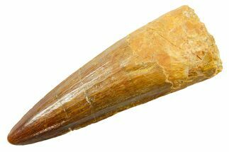 Fossil Spinosaurus Tooth - Real Dinosaur Tooth #364206