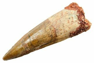Fossil Spinosaurus Tooth - Real Dinosaur Tooth #364214
