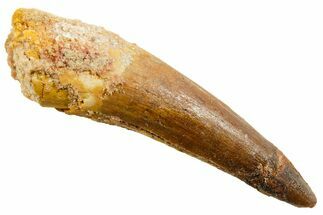 Fossil Spinosaurus Tooth - Feeding Worn Tooth #364217