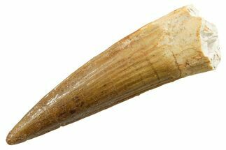 Fossil Spinosaurus Tooth - Real Dinosaur Tooth #364220