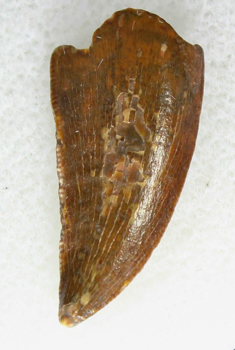 velociraptor tooth fossil