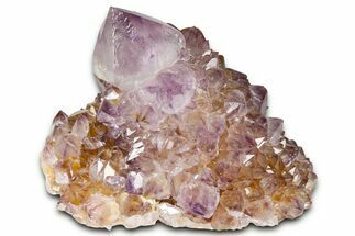 Deep-Purple Cactus Amethyst Crystal Cluster - South Africa #364623
