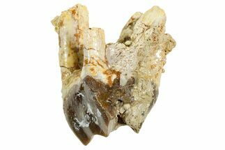 Fossil Running Rhino (Hyracodon) Rooted Tooth - South Dakota #364419