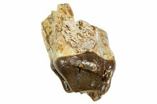 Fossil Running Rhino (Hyracodon) Tooth - South Dakota #364423