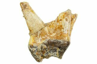 Fossil Running Rhino (Hyracodon) Tooth - South Dakota #364424