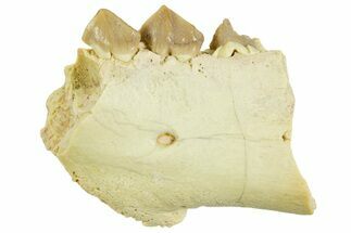Fossil Oreodont (Merycoidodon) Jaw Section - South Dakota #364431