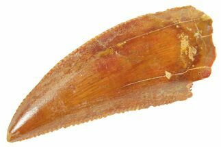 Serrated Raptor Tooth - Real Dinosaur Tooth #364715