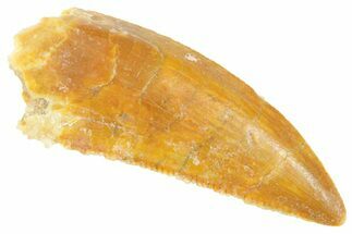 Serrated Raptor Tooth - Real Dinosaur Tooth #364723