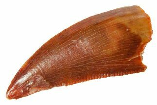 Serrated Raptor Tooth - Real Dinosaur Tooth #364734