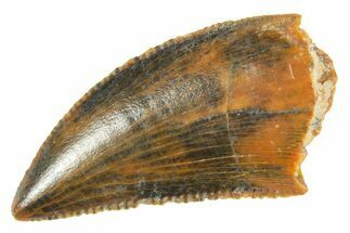 Serrated Raptor Tooth - Real Dinosaur Tooth #364735