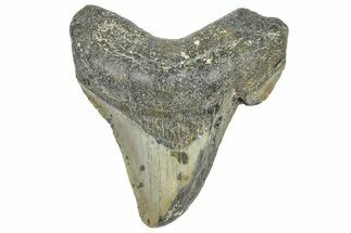 Partial, Fossil Megalodon Tooth - North Carolina #363754
