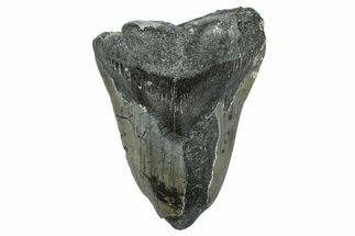 Partial, Fossil Megalodon Tooth - North Carolina #363758