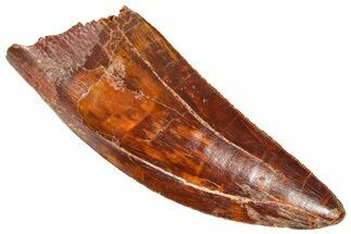 Serrated, Carcharodontosaurus Tooth - Real Dinosaur Tooth #364773