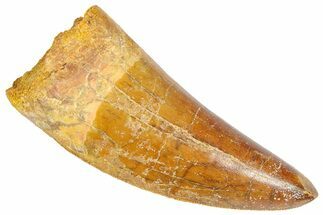 Serrated, Carcharodontosaurus Tooth - Robust Tooth #364776