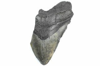 Partial Fossil Megalodon Tooth - South Carolina #362533