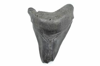 Partial Fossil Megalodon Tooth - South Carolina #362566
