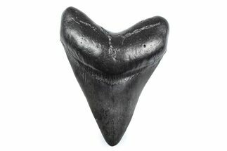 Fossil Megalodon Tooth - South Carolina #362574