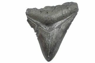 Bargain, Fossil Megalodon Tooth - Serrated Blade #362576