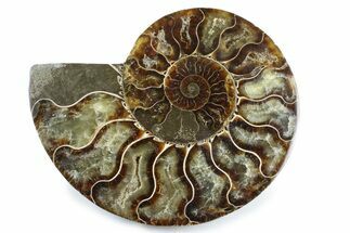 Cut & Polished Ammonite Fossil (Half) - Madagascar #364928