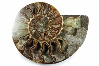 Cut & Polished Ammonite Fossil (Half) - Madagascar #364932