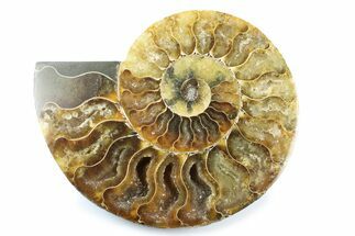 Cut & Polished Ammonite Fossil (Half) - Madagascar #364935