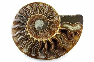 Cut & Polished Ammonite Fossil (Half) - Madagascar #364941