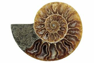Cut & Polished Ammonite Fossil (Half) - Madagascar #364899