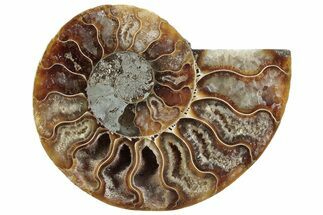 Cut & Polished Ammonite Fossil (Half) - Madagascar #364902