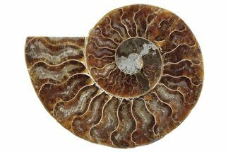Cut & Polished Ammonite Fossil (Half) - Madagascar #364903