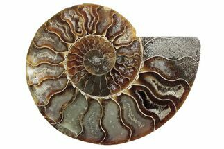 Cut & Polished Ammonite Fossil (Half) - Madagascar #364908