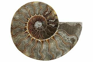 Cut & Polished Ammonite Fossil (Half) - Madagascar #364914