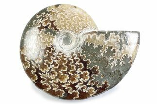 Polished Ammonite (Cleoniceras) Fossil - Madagascar #364945
