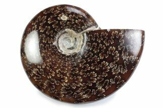 Polished Ammonite (Cleoniceras) Fossil - Madagascar #364946