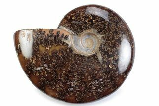 Polished Ammonite (Cleoniceras) Fossil - Madagascar #364947