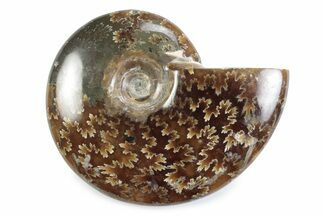 Polished Ammonite (Cleoniceras) Fossil - Madagascar #364948