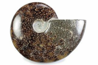 Polished Ammonite (Cleoniceras) Fossil - Madagascar #364955