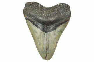 Fossil Megalodon Tooth - North Carolina #364983
