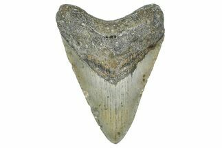 Fossil Megalodon Tooth - North Carolina #365001