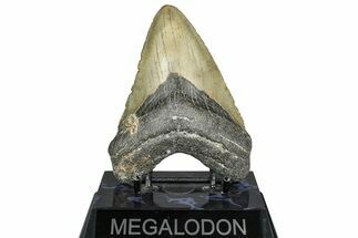Fossil Megalodon Tooth - North Carolina #365002