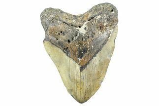 Fossil Megalodon Tooth - North Carolina #365008