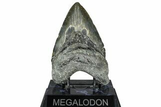 Fossil Megalodon Tooth - North Carolina #365011
