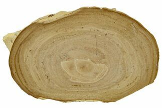 Polished Devonian Domal Stromatolite Slab - Russia #365090