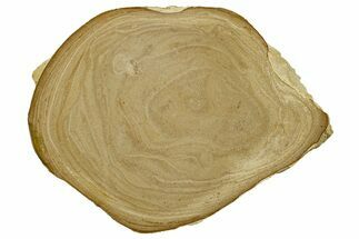 Polished Devonian Domal Stromatolite Slab - Russia #365091