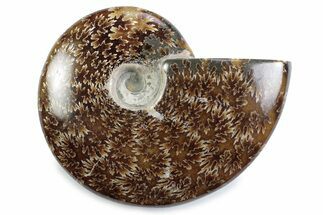 Polished Ammonite (Cleoniceras) Fossil - Madagascar #365025