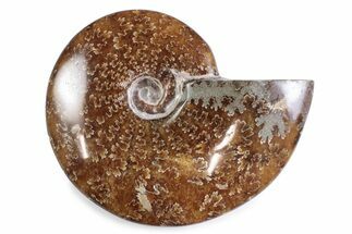 Polished Ammonite (Cleoniceras) Fossil - Madagascar #365026