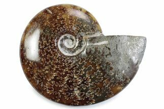 Polished Ammonite (Cleoniceras) Fossil - Madagascar #365044