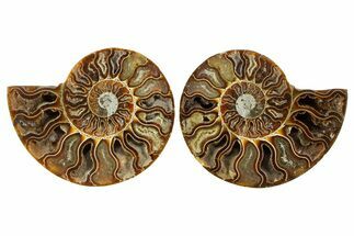 Cut & Polished Crystal-Filled Ammonite Fossil - Madagascar #364924