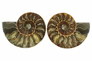 Cut & Polished Crystal-Filled Ammonite Fossil - Madagascar #364926