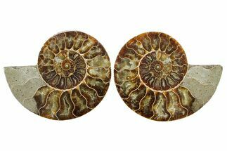Cut & Polished Crystal-Filled Ammonite Fossil - Madagascar #364920